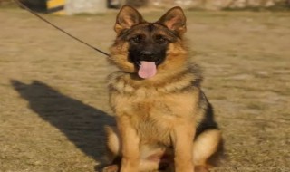 犬类智商排行榜 犬类智商排行榜图片