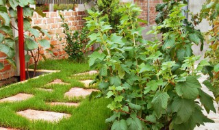 庭院适合栽种的植物 庭院适合种什么植物