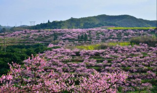 桃园最适合的除草剂 桃园打除草剂的危害