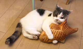 猫胰腺炎治疗费用 猫得了胰腺炎治疗费用