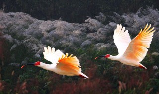 日本朱鹮和中国的区别（日本朱鹮 中国朱鹮 区别）