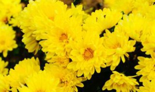 十月的菊花如何（十月菊花开吗）