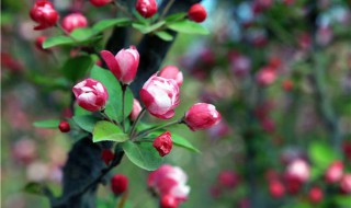 8公分的海棠树每棵施多少斤化肥 海棠树施肥时间