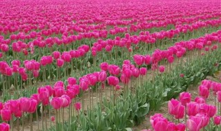 适合银川地区种植的时令草花（银川适合种什么花）