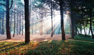 丁达尔效应是什么 丁达尔效应是什么时候学的