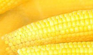 煮玉米放盐多久才入味 玉米煮的时候放盐吗