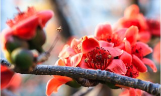 花儿为什么这样红网络含义（网络用语花儿为什么这样红）