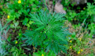 艾草的功效与作用禁忌 孕妇可以用艾草的功效与作用禁忌