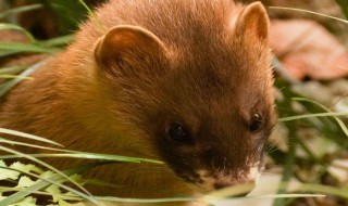 黄鼠狼一生能讨封几次（黄鼠狼讨封千万别回答）