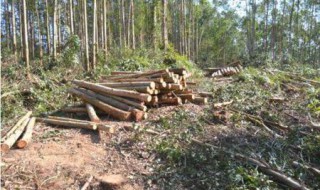 砍伐自己的林木要办采伐许可证吗（自家树木砍伐要开许可证吗）