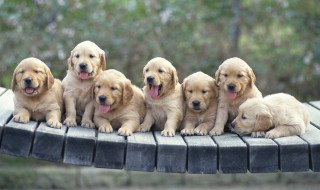 人类从动物身上学会了什么?（人类从动物身上学会了什么本领）