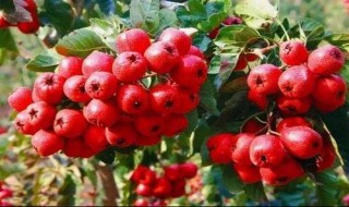家里种山楂树好不好（家里种山楂树好不好风水）