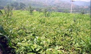 核桃苗的种植方法 核桃苗的种植方法视频