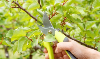 杏树修剪的顺口溜（杏树修剪的顺口溜大全）
