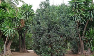 罗汉松盆栽如何造型（罗汉松盆栽造型技巧）