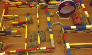 仓鼠迷宫制作 仓鼠迷宫制作方法