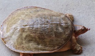 用什么钓甲鱼最快 甲鱼用什么钓最好钓