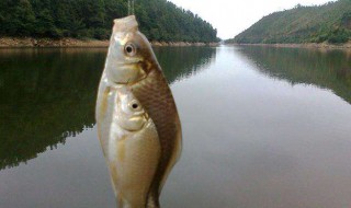 8号线能钓多大的鱼（8号线能钓多大的鱼儿）