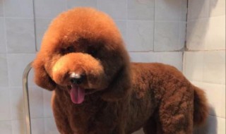 巨贵属于禁养的大型犬吗 巨贵是禁养犬吗