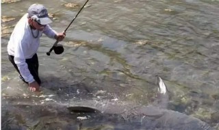 鱼镖射鱼瞄点技巧 鱼镖打鱼技巧瞄点教学