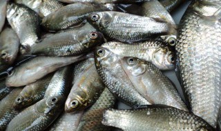 串钩的钩距是多少串钩怎么绑（串钩的距离和长度）