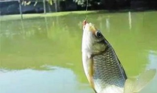 拉饵拉丝粉比例（拉饵拉丝粉比例多少）