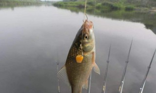 路亚拟饵入门教程 常见路亚拟饵操控攻略