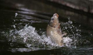 岸边排钩怎样进海 海里排钩怎么放