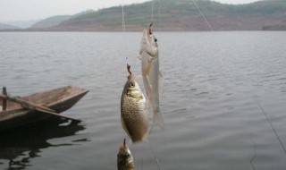 用麦子钓白条调漂技巧（用麦子钓白条调漂技巧图解）