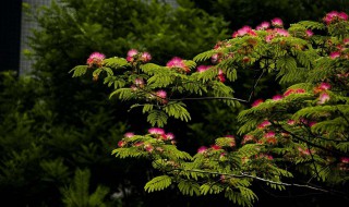 文章以合欢树为题有何好处?（文章以合欢树为题有怎样的含义）