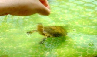 做养龟池几天能干 做养龟池几天能干透