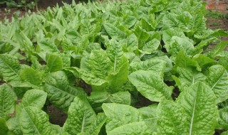 南方苦麦菜种植时间（广东苦麦菜什么时候种最好）