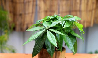 招财树几天浇一次水 招财树几天浇一次水?