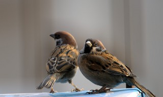 鸟吃什么食物麻雀(鸟吃什么食物麻雀会死)