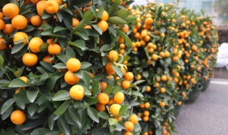 过年家里的年桔为什么不好吃 过年为什么要买年桔
