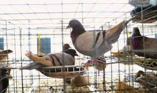 小区内饲养鸽子归什么部门处理 小区养鸽子属于谁管理