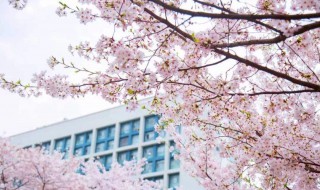 上海哪里可以看樱花 上海哪儿看樱花