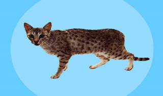 欧西猫怎么养（欧西猫怎么养好看）