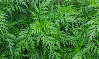 艾叶泡脚的好处（艾叶泡脚的好处与功效）