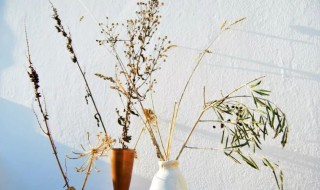 干花放哪里不影响风水 干花放哪里不影响风水运势