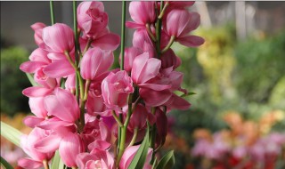 家里摆鲜花好吗（家里摆鲜花好吗风水好吗）