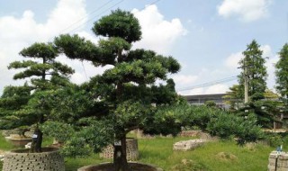 罗汉松的花语和寓意 罗汉松的花语和寓意图片