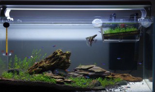 虾缸开缸教程（鱼缸开缸教程视频）