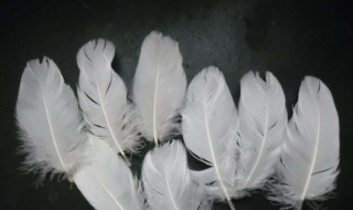 鹅毛代表什么意思（毛鹅是什么）