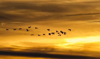 白露时节出生寓意（生在白露时节的女孩）