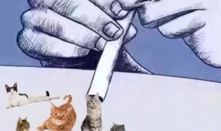 非法吸猫是什么意思（非法吸猫是什么意思啊）