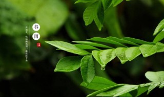 谷雨一定会下雨吗 谷雨那天会不会下雨