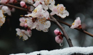 春分后还会有倒春寒吗（春分后还会有倒春寒吗为什么）