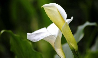 马蹄莲怎么养 马蹄莲怎么养才能开花