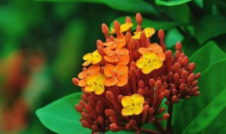 龙船花怎么养 刚买的龙船花怎么养